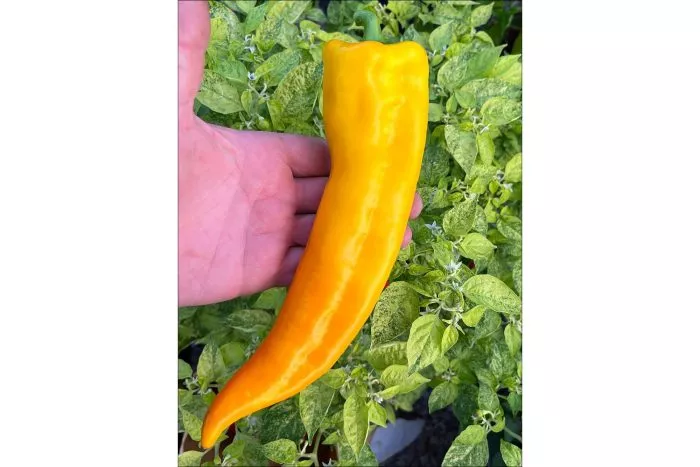 korno-di-toro-zheltyy-7-185268