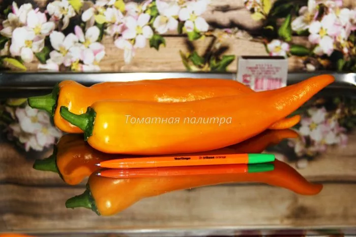 korno-di-toro-zheltyy-8-185268