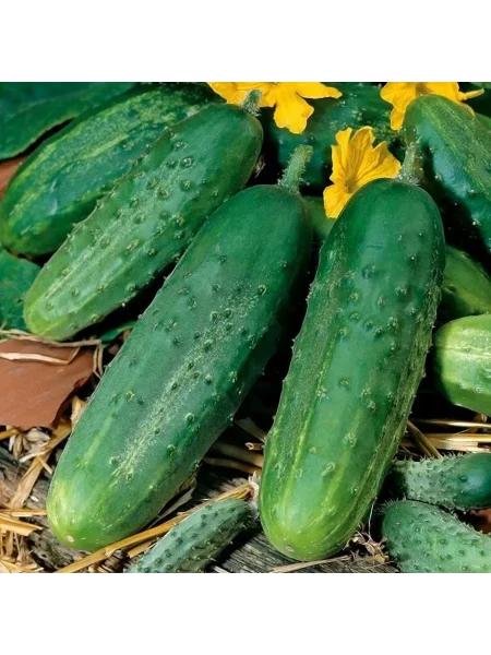 korol-gryadki-1-197611