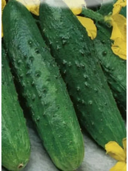 korolevskie-palchiki-2-192116