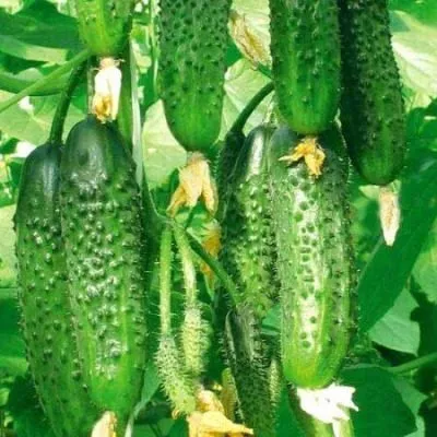 korolevskie-palchiki-8-192116