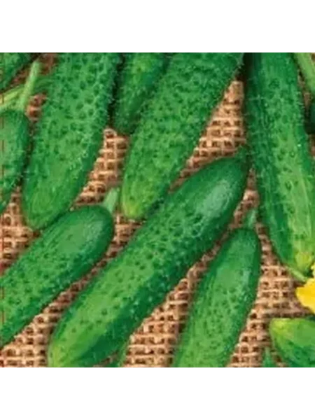 korolevskie-palchiki-main-192116