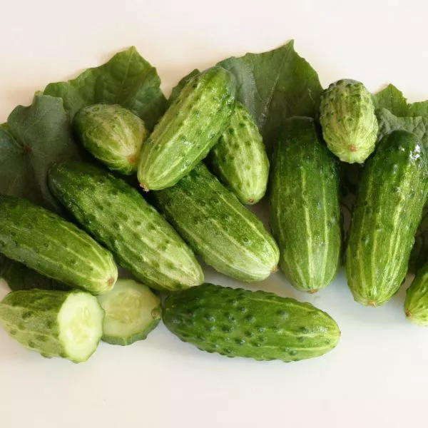 korotyshka-main-200576