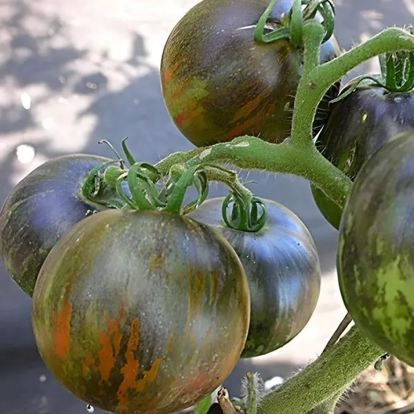 kosmicheskoe-zatmenie-2-176505