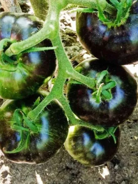 kosmicheskoe-zatmenie-4-176505