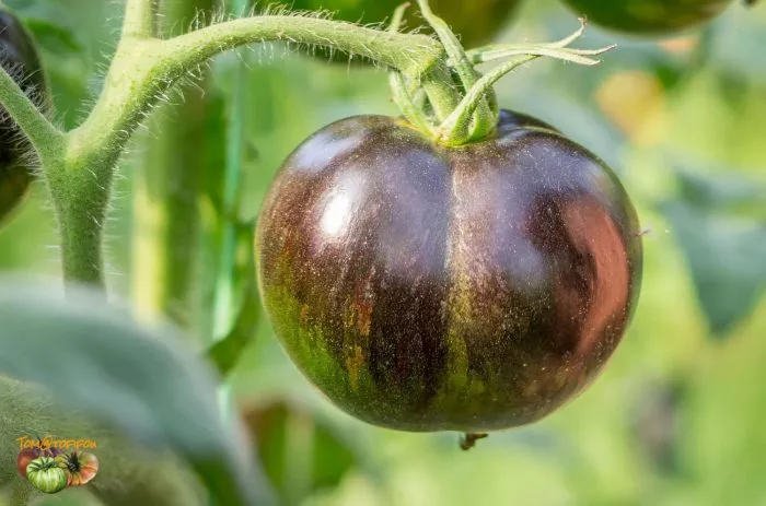 kosmicheskoe-zatmenie-5-176505