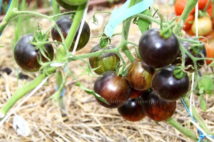 kosmicheskoe-zatmenie-8-176505