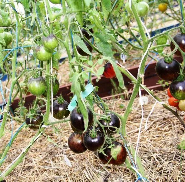 kosmicheskoe-zatmenie-9-176505