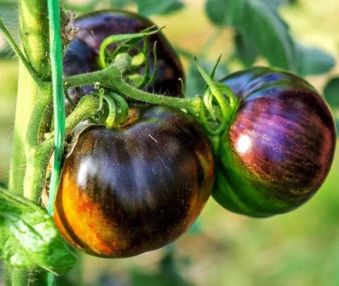 kosmicheskoe-zatmenie-main-176505