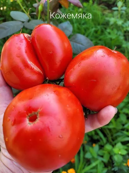 kozhemyaka-1-170660