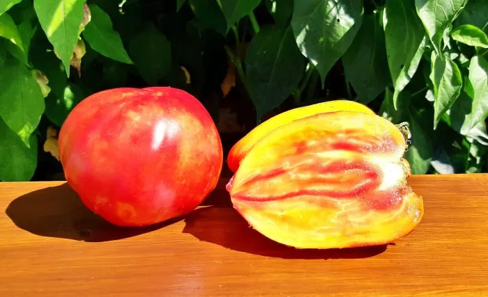 kozula-156-10-171970