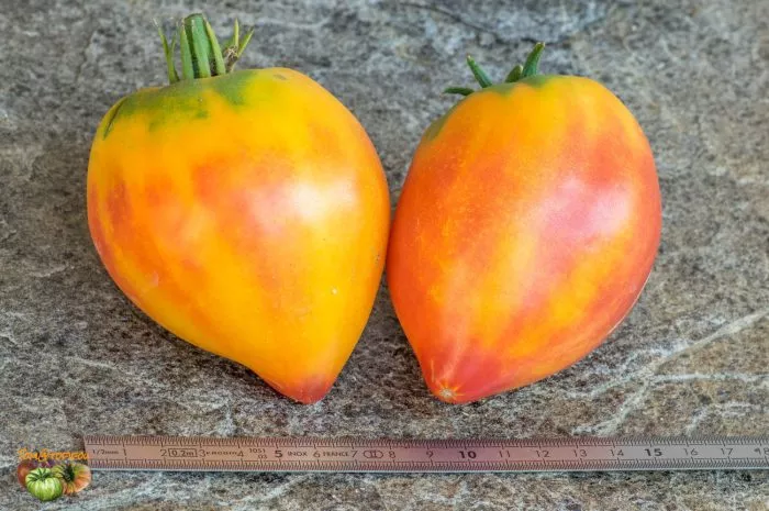 kozula-156-11-171970