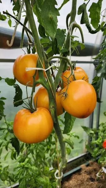 kozula-156-12-171970