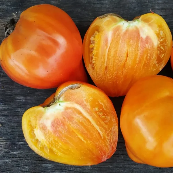 kozula-156-main-171970