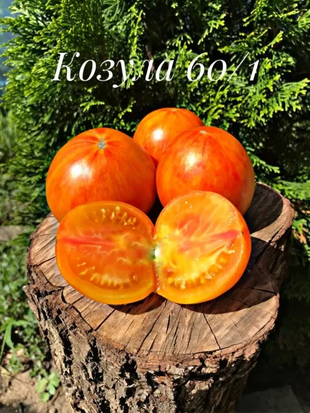 kozula-60-main-171847