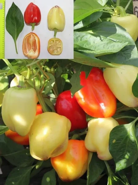 krasavets-priobya-main-188143