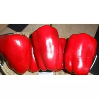 krasnaya-shapochka-main-185346