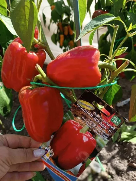 krasnaya-zvezda-1-180489