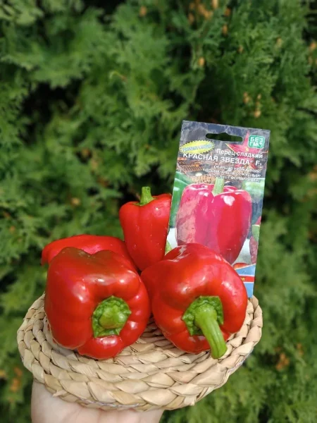 krasnaya-zvezda-3-180489