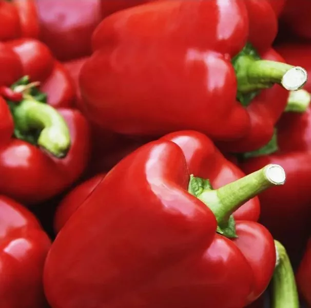 krasnaya-zvezda-4-180489