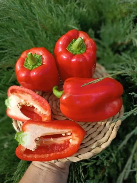 krasnaya-zvezda-main-180489