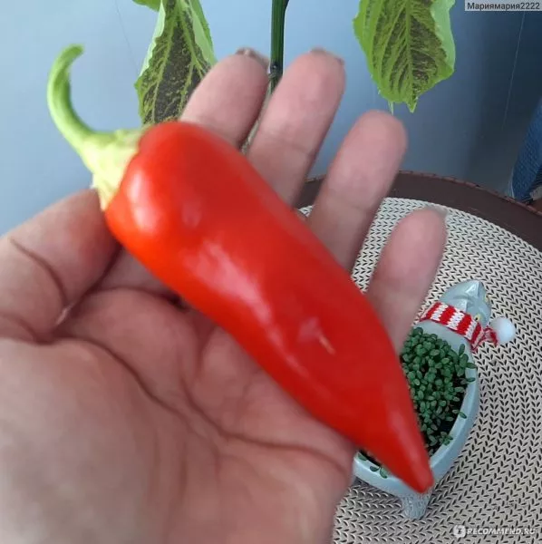 krasnoe-kope-3-188874