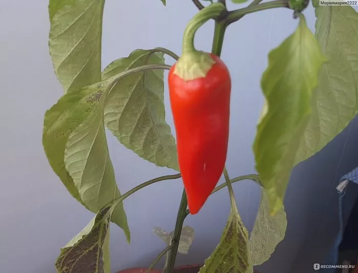 krasnoe-kope-4-188874