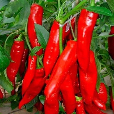 krasnoe-kope-7-188874