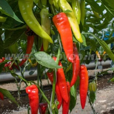 krasnoe-kope-8-188874