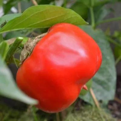 krasnyy-kub-4-180276