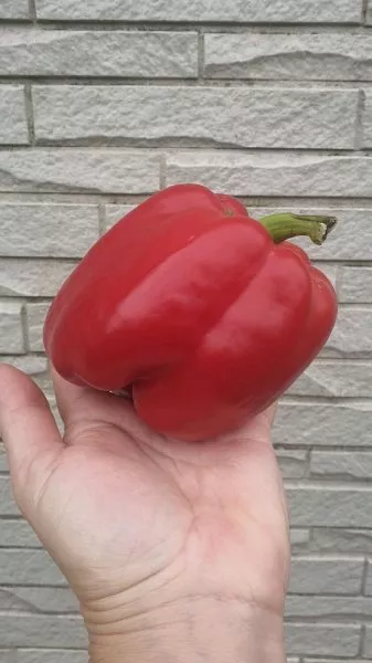 krasnyy-kub-main-180276