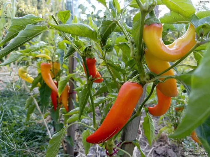 krasnyy-mech-1-187431