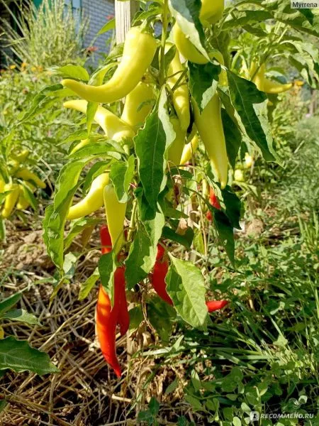 krasnyy-mech-4-187431