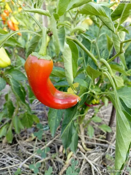 krasnyy-mech-5-187431