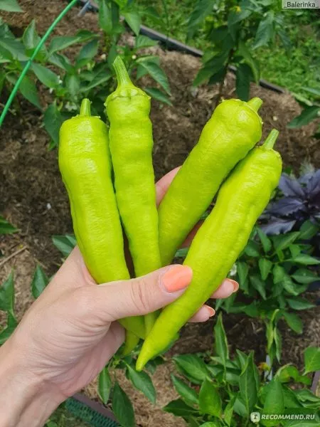 krasnyy-mech-6-187431