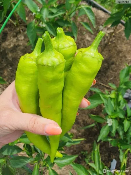 krasnyy-mech-7-187431