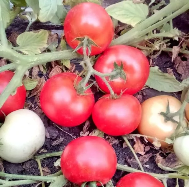 krimson-krash-2-171562