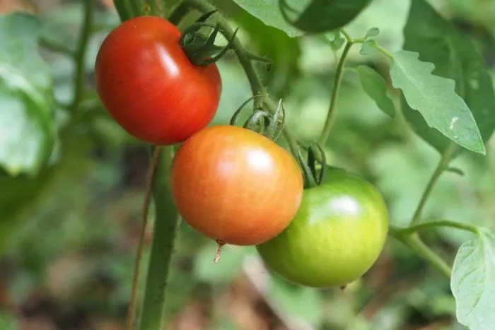 krimson-krash-3-171562