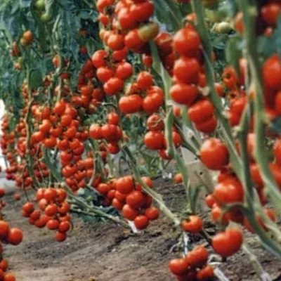 krimson-krash-5-171562