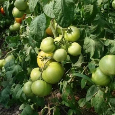 krivyanskiy-6-176158