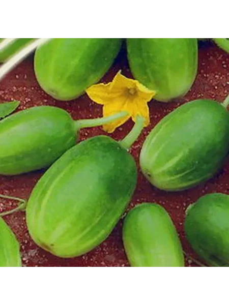 kruglyy-urozhay-3-198588