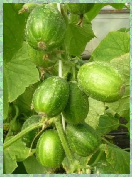 kruglyy-urozhay-4-198588