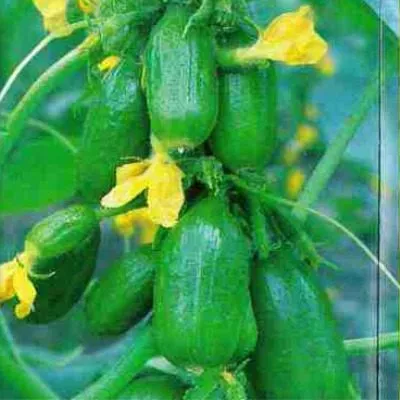 kruglyy-urozhay-5-198588