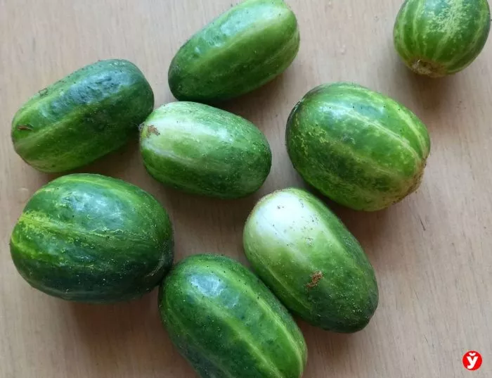 kruglyy-urozhay-main-198588