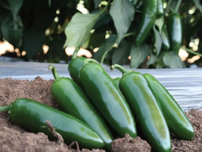 kuatrero-main-184320