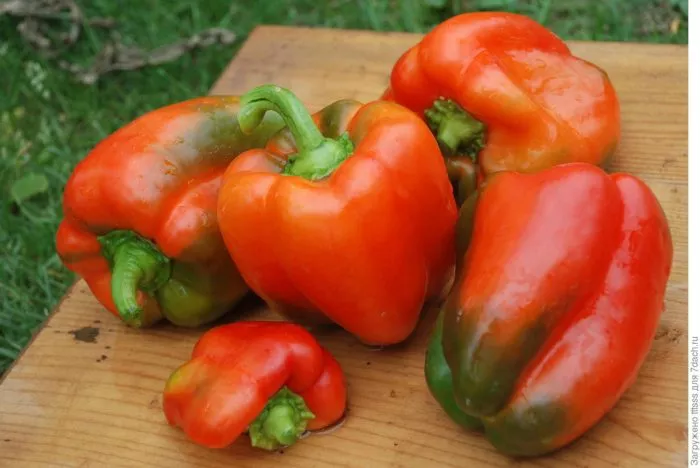 kubovich-main-179583