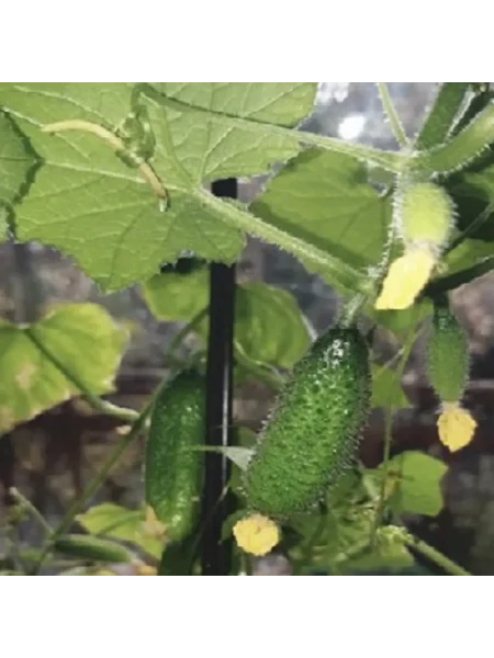 kvartirant-main-192254