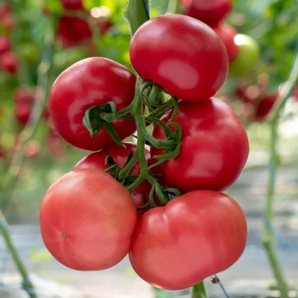 kvik-pik-main-176041