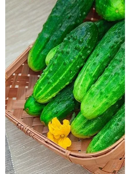 laplandiya-main-200543