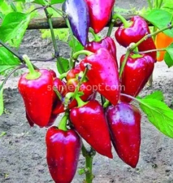 laylak-bell-4-180124